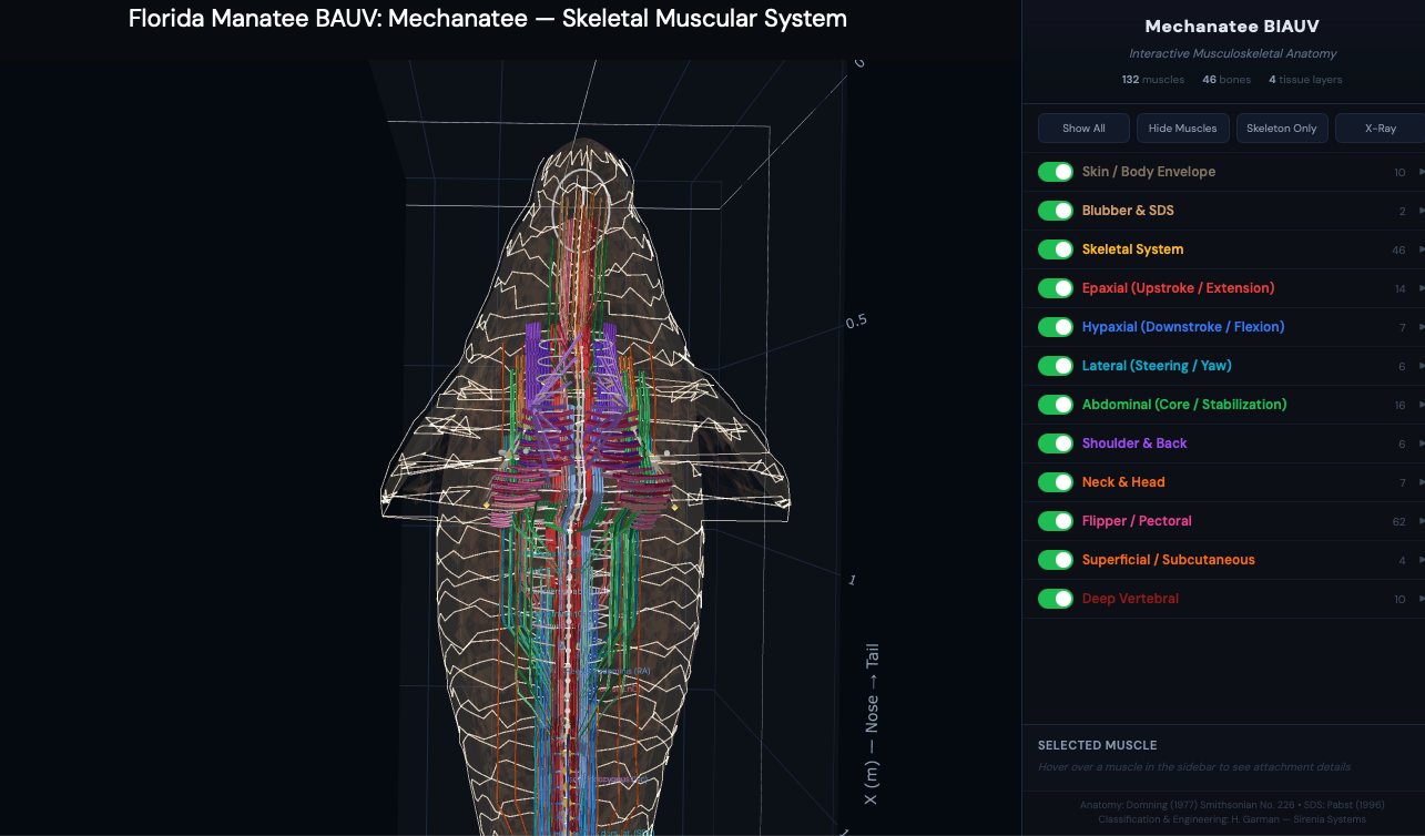 Dorsal view showing bilateral musculature and nerve/vessel pathways